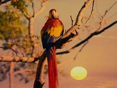 Bonjour tout le monde